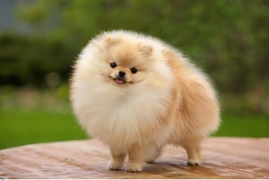 Retención de perro en Posadas termina con funcionaria fuera