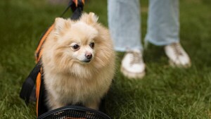 Funcionaria argentina de Aduanas se quedó con mascota de paraguayos y fue apartada