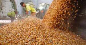 La Nación / Exportaciones de maíz repuntaron al cierre de febrero con 1,4 millones de toneladas más