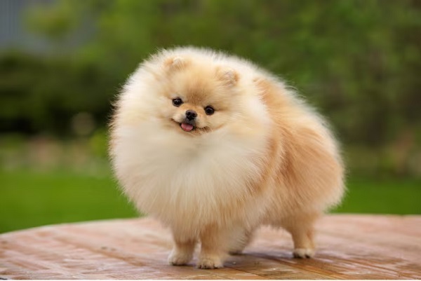 Retención de perro en Posadas termina con funcionaria fuera