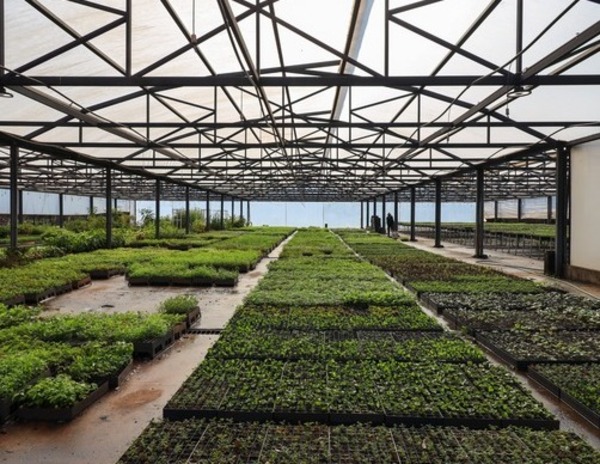 Vivero y huerto de Itaipú superan los 220.000 plantines producidos en los dos primeros meses de 2026 | DIARIO PRIMERA PLANA