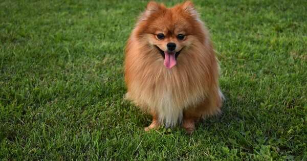 Diario HOY | Escándalo en la frontera: Incautan perro de paraguayos y jefa de Aduana lo lleva a casa