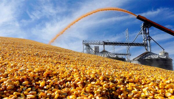 Exportaciones de maíz paraguayo se disparan 85% impulsadas por la zafra récord 2025