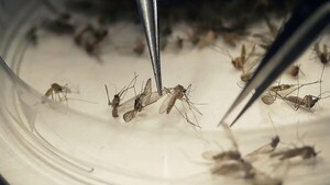 ¿Cómo se mueven los mosquitos para atacar a objetivos? Comparan con un bar lleno de gente
