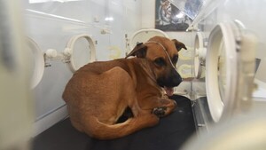 Video: Canela se alimenta sola por primera vez tras exitosa cirugía mandibular