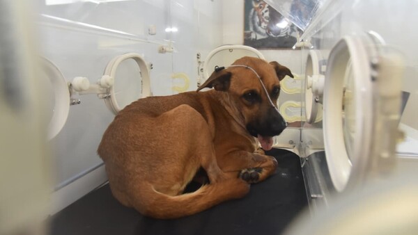 Video: Canela se alimenta sola por primera vez tras exitosa cirugía mandibular