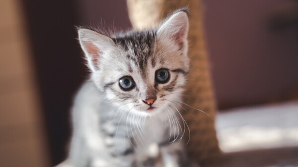 Crueldad animal: Terrorífico final que tuvo un pequeño gato en La Paloma