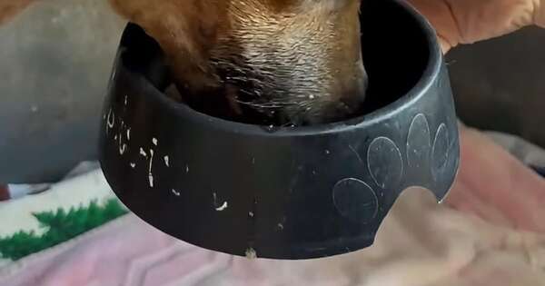 La Nación / Canela ya se alimenta sola tras su exitosa cirugía de mandíbula