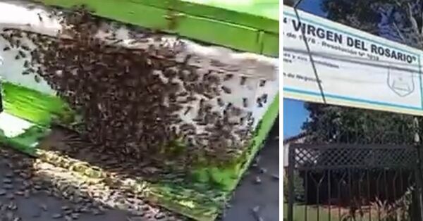 Ataque de abejas causa susto en colegio de Itauguá - SNT