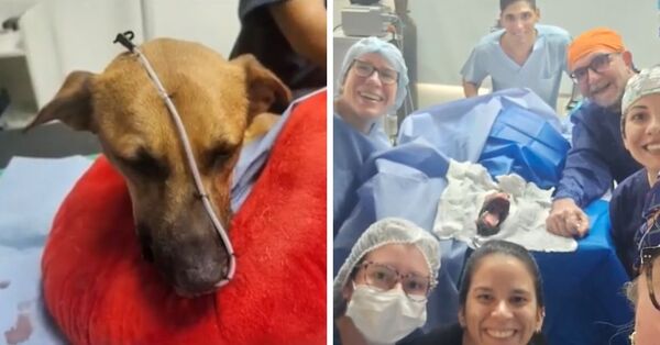 Canela recibe prótesis mandibular - SNT