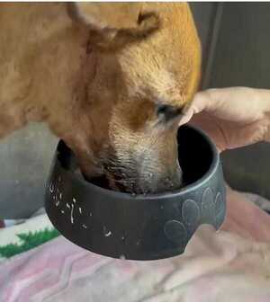 Popular / ¡Canela ya logró alimentarse sola!