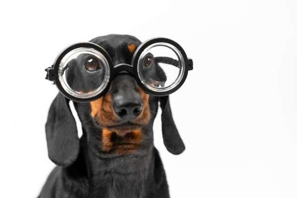 ¿Ven en blanco y negro? La paleta de colores real que perciben los perros - Mascotas - ABC Color