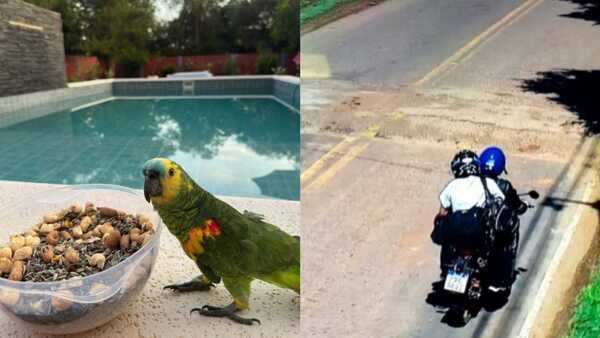 Le robaron su lorito a una doñita de 50 años y el caso ya llegó a la Fiscalía