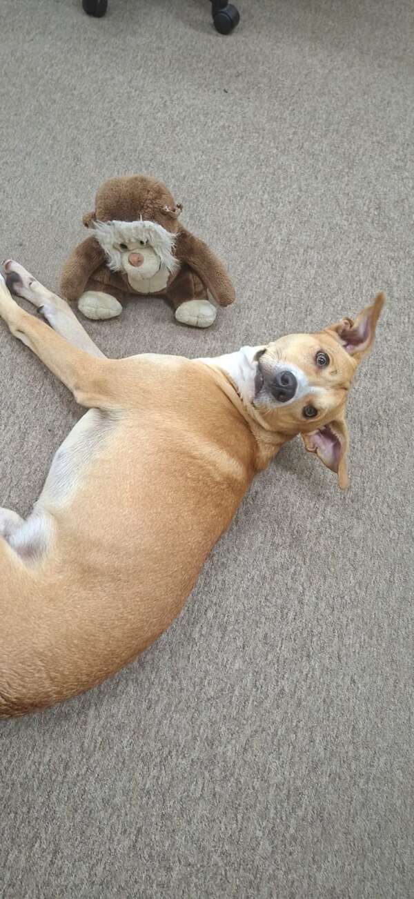 El “justiciero” de cuatro patas: el testigo más fiel del Palacio de Justicia - Soy un viral - ABC Color