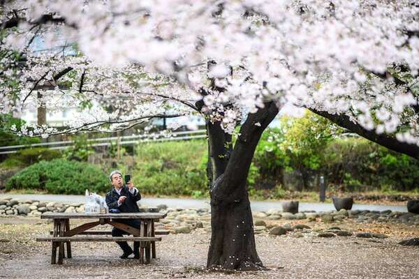 Japón inicia la temporada de Hanami con los cerezos en flor - Viajes - ABC Color