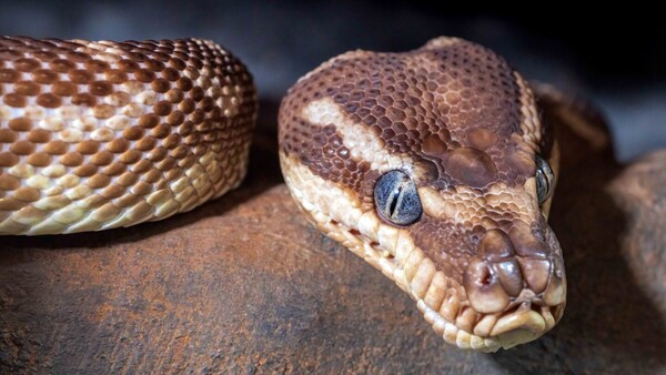 El secreto que esconden las pitones y que podría ofrecer claves para la pérdida de peso