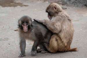 Video: novedades del macaco Punch que se adapta, forma amistades y atrae multitudes en Japón - Ciencia - ABC Color