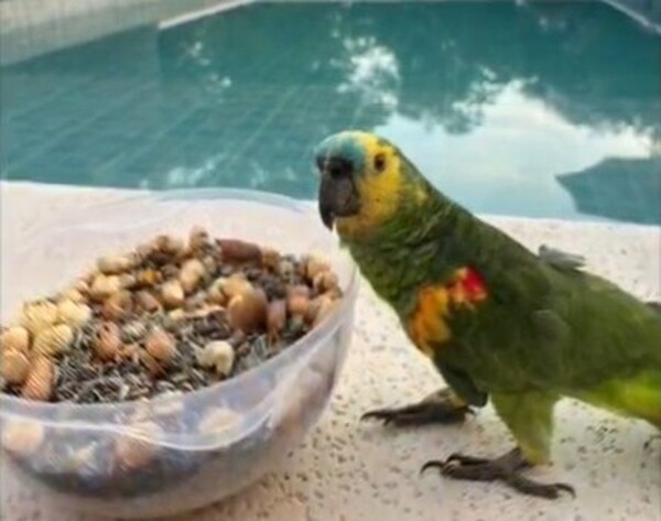 Roban a "Tita", un loro hablador, y ofrecen recompensa por su devolución