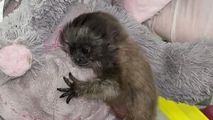 Video: Como Punch, mono bebé se aferra a su peluche tras ser abandonado