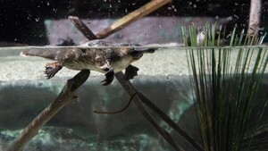 Investigación revela melanosomas huecos en el ornitorrinco, un hecho único en mamíferos