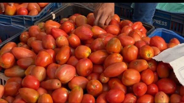 Comerciantes denuncian falta de stock de tomate y precio podría trepar a G. 25.000