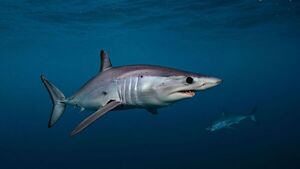 Tiburones positivos en cocaína y otras sustancias son encontrados por científicos en Bahamas