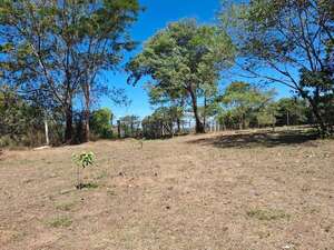 Yabebyry: la sequía afecta al sector ganadero  - Nacionales - ABC Color