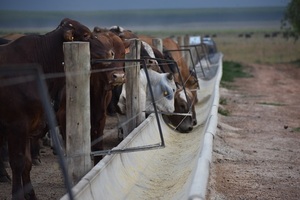Precio del Novillo Mercosur retrocedió y se ubicó en US$ 4,78 por kilo a la carne