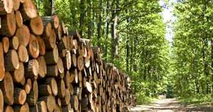 La madera: ¿el próximo agronegocio del Paraguay?