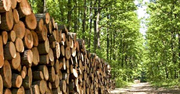 La madera: ¿el próximo agronegocio del Paraguay?