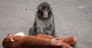 La Nación / Punch, el mono bebé convertido en sensación de internet desde zoo de Japón