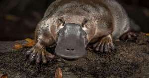 La Nación / Los científicos añaden una nueva rareza al perfil del ornitorrinco