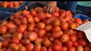 Productores frutihortícolas aseguran precios justos de tomate pese a costos elevados de verano