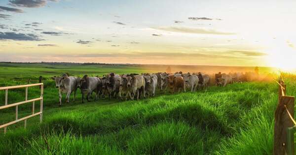 Sector ganadero asegura reposición y precios acompañan tendencia
