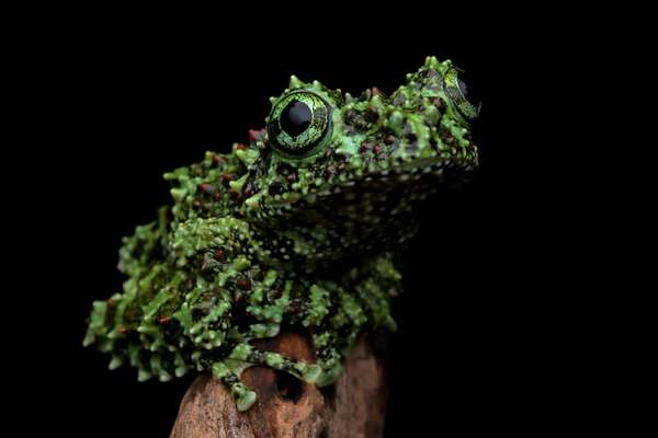 Día Mundial de la rana: conocé a la Theloderma corticale o “rana musgo”  - Ciencia - ABC Color