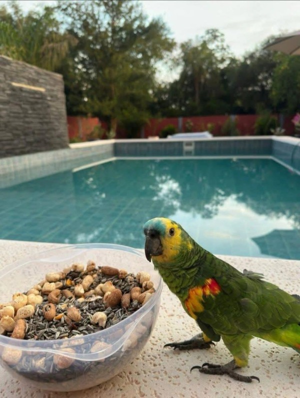 No soportó los gritos del loro que robó y se entregó