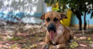 Diario HOY | “Ley Canela”: Presentan proyecto que regula la fabricación, venta y uso de pirotecnias