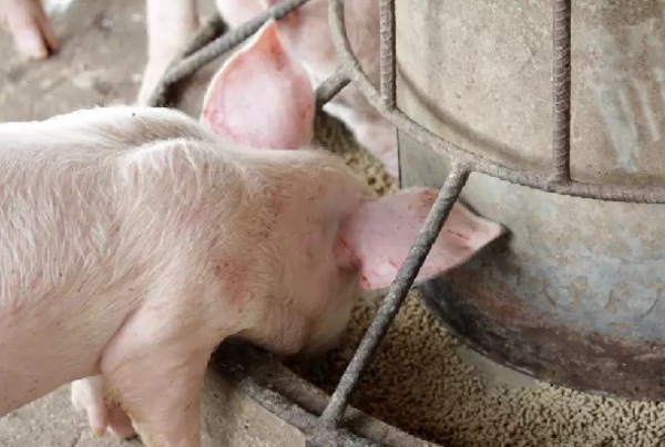 Exportación de carne porcina marca récord histórico