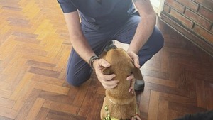 Diputados presentan la “Ley Canela” para regular la pirotecnia en Paraguay - ADN Digital