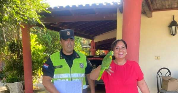 La Nación / ¡Insólito!: robó un loro y lo devolvió porque no aguantó sus gritos en Guairá