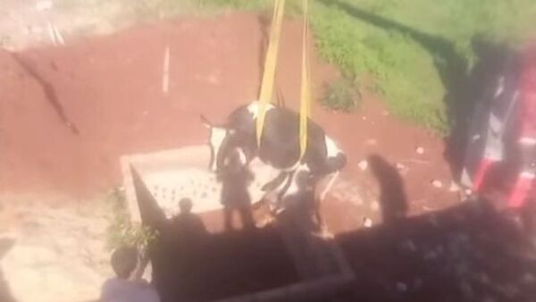 Rescate de película de una vaca que cayó a un pozo ciego