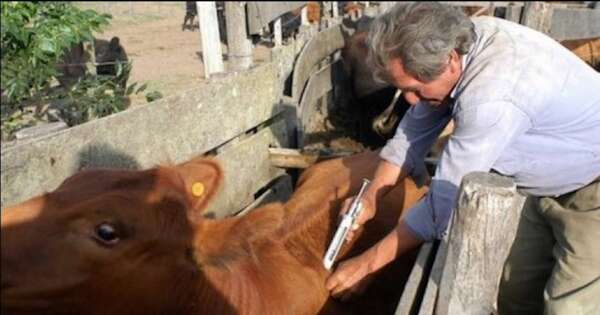 La Nación / Prorrogan el primer periodo de vacunación contra la aftosa hasta el 1 de abril