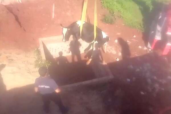 Video: bomberos rescatan a una vaca que cayó en un pozo ciego en Fram - Nacionales - ABC Color