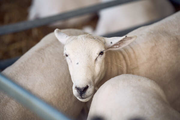 Ovinos marcan un nuevo rumbo en la producción ganadera - 5Días