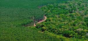 Finlandia mira al Paraguay forestal: inversión e industria en fase de despegue   - Negocios - ABC Color