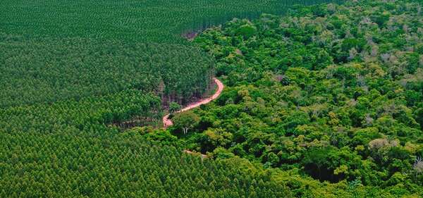 Finlandia mira al Paraguay forestal: inversión e industria en fase de despegue   - Negocios - ABC Color