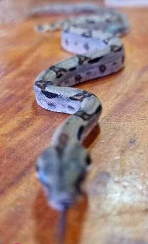 ¿Te animás a acariciarla? Capos te enseñan cómo