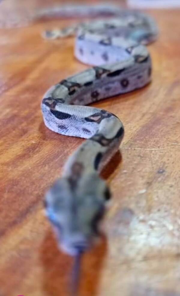 ¿Te animás a acariciarla? Capos te enseñan cómo