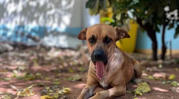 “Ley Canela”: presentan proyecto para regular el uso de pirotecnia en Paraguay