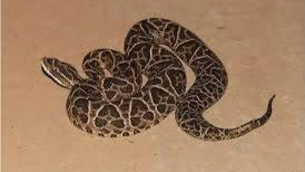 Le mordió una yarará en el pie mientras estaba en su patio